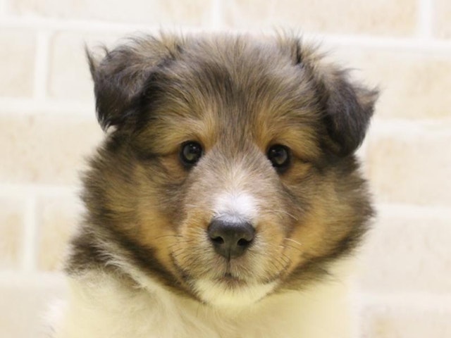 東京都のシェットランドシープドッグ (ペッツワン昭島店/2023年12月31日生まれ/女の子/セーブルホワイト)の子犬